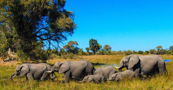 Fiumi Africani Wild Experience