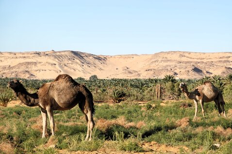 Spedizioni nel deserto